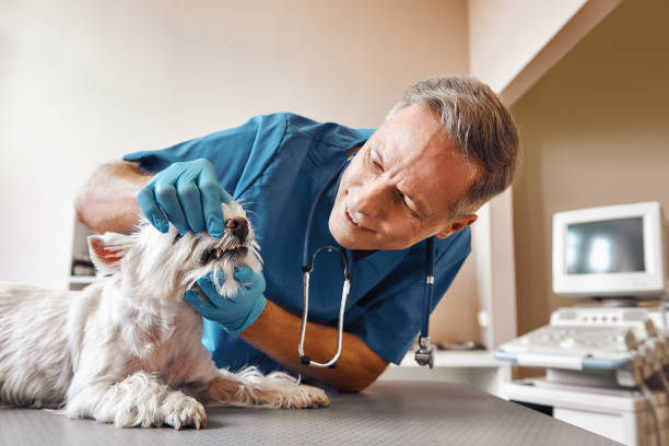 Best Emergency Tooth Extraction in Roscoe, IL